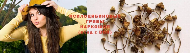 цена наркотик  Маркс  Псилоцибиновые грибы Psilocybe 